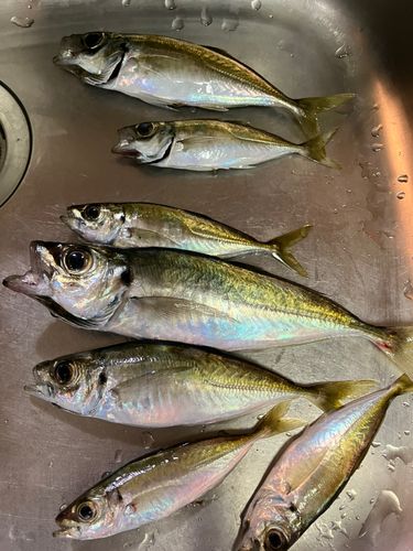 アジの釣果