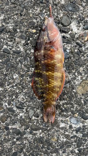 アカササノハベラの釣果