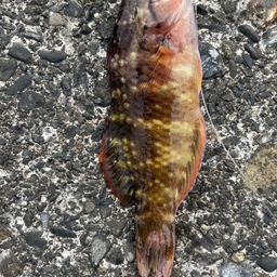 アカササノハベラ