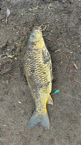 コイの釣果