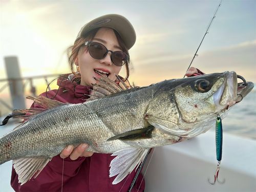 シーバスの釣果