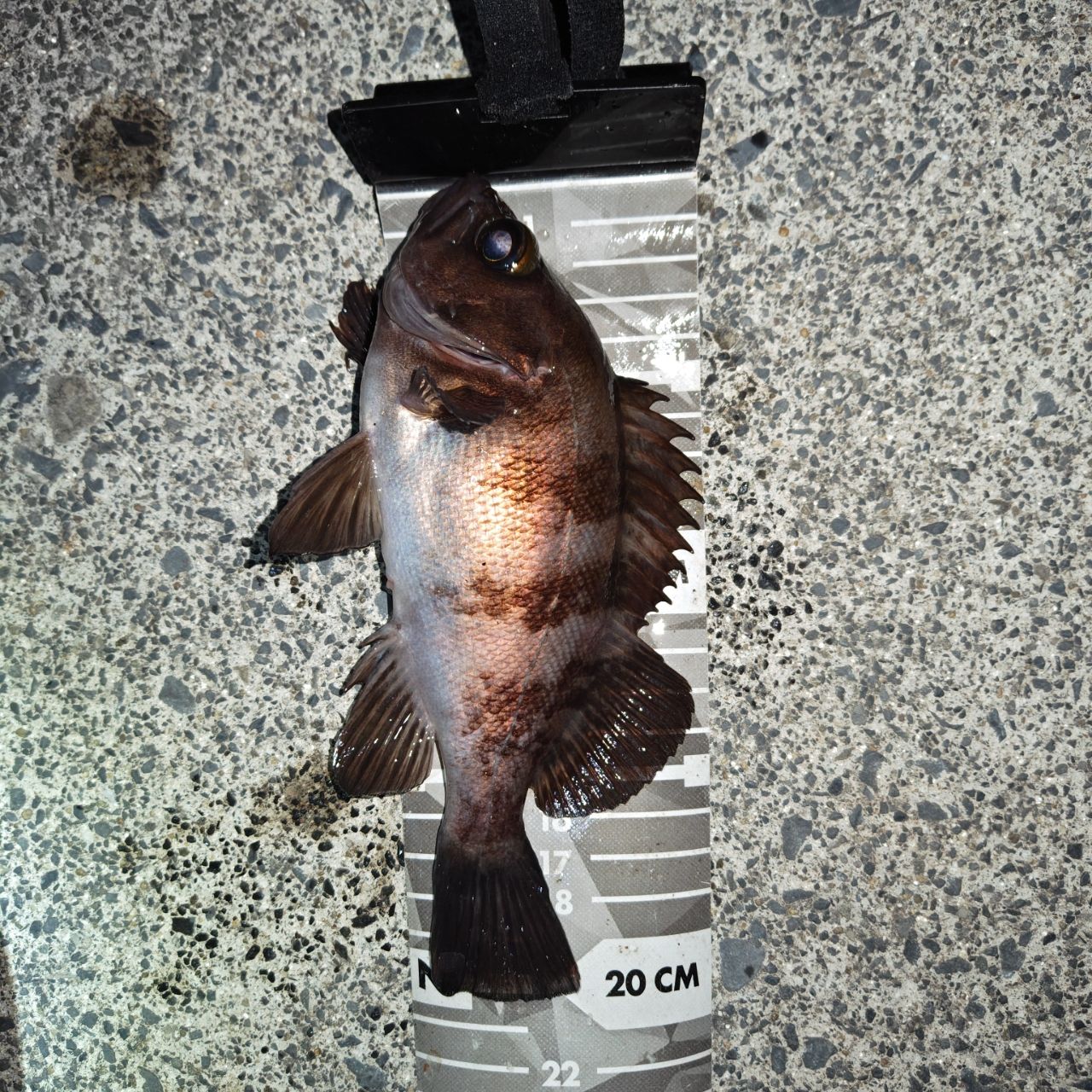 Ripple Fisher リアルクレセント RC-65の最安値・インプレ・釣果