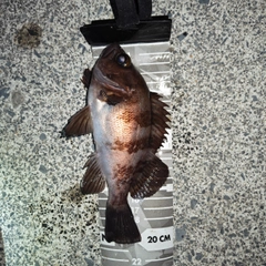 メバルの釣果