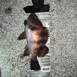 メバル