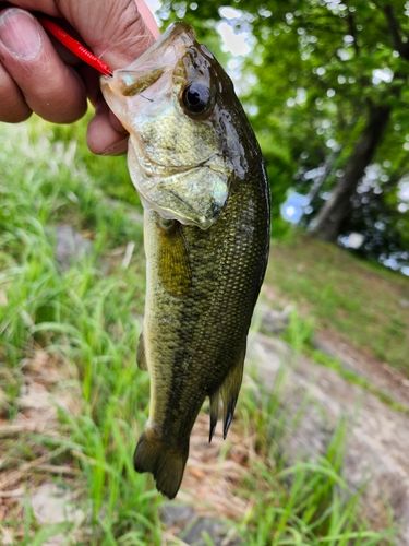 ブラックバスの釣果
