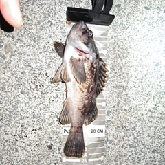 クロソイの釣果
