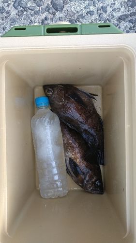 シロメバルの釣果