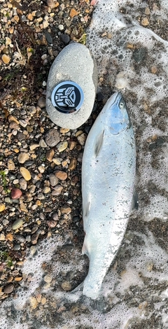 サクラマスの釣果