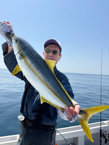 ヒラマサの釣果