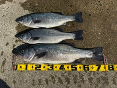 ヒラスズキの釣果