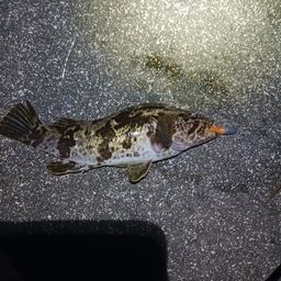 タケノコメバル