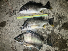 クロダイの釣果