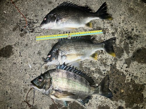 クロダイの釣果