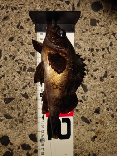 メバルの釣果