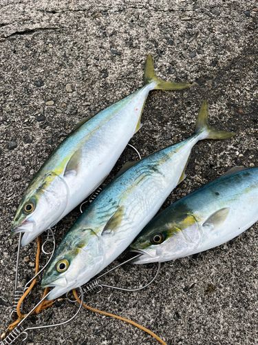 フクラギの釣果