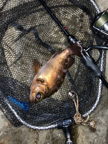 メバルの釣果