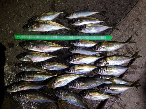アジの釣果