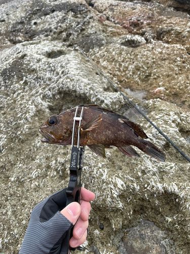 アカメバルの釣果