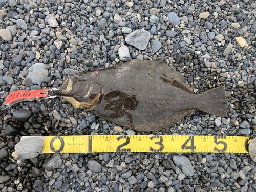 ヒラメの釣果