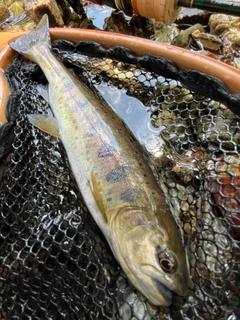 ヤマメの釣果