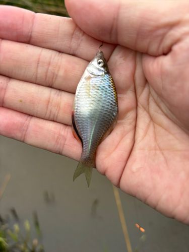 タイリクバラタナゴの釣果