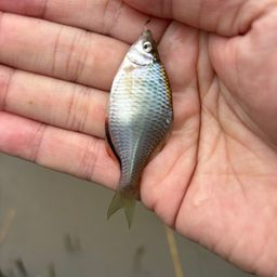 タイリクバラタナゴ