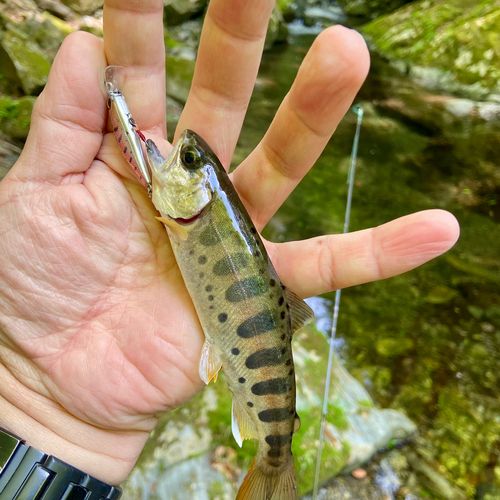 ヤマメの釣果