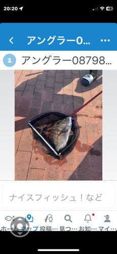 クロダイの釣果