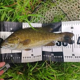 スモールマウスバス