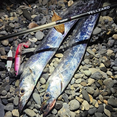 タチウオの釣果