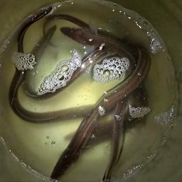 アナゴ