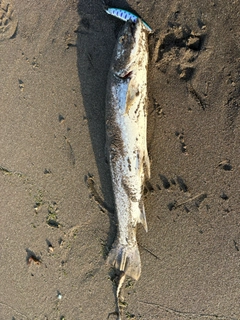 アメマスの釣果
