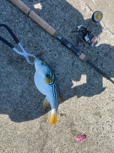 フグの釣果