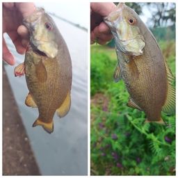 スモールマウスバス