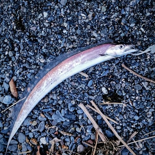 タチウオの釣果