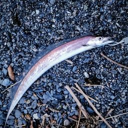 タチウオ