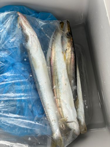 カマスの釣果