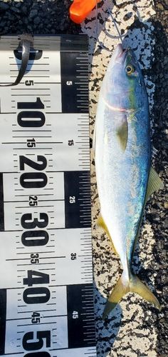 ヤズの釣果