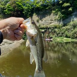 ラージマウスバス