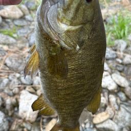 スモールマウスバス