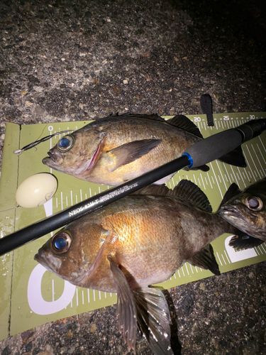 メバルの釣果