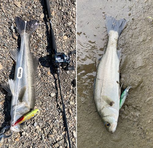 シーバスの釣果