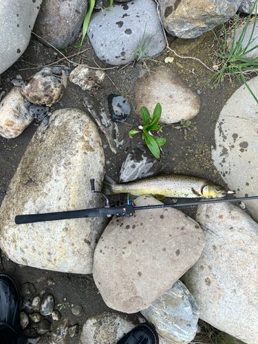 ブラウントラウトの釣果