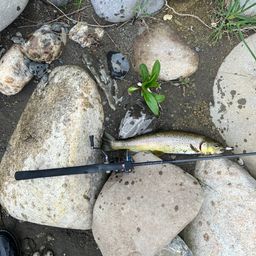 ブラウントラウト