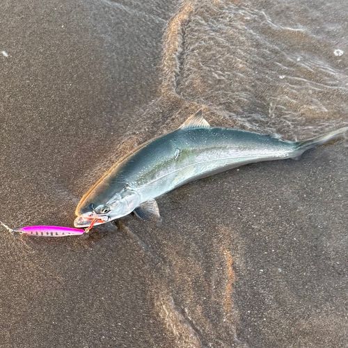 サクラマスの釣果
