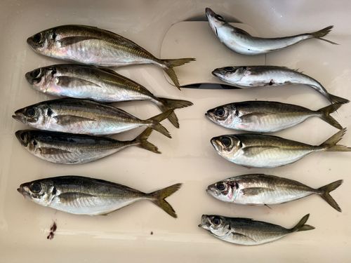 アジの釣果