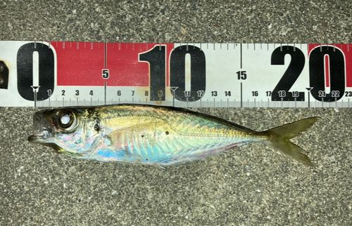 マアジの釣果