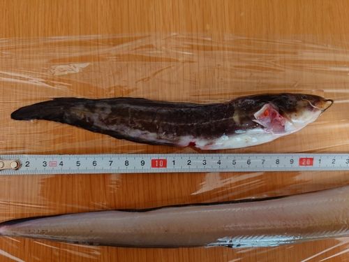 ゴンズイの釣果