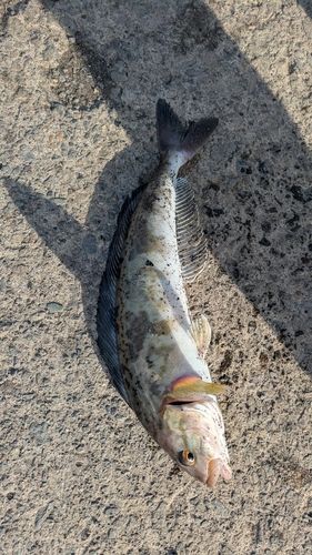 ホッケ