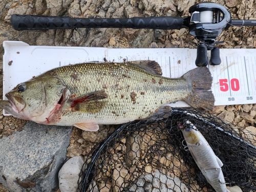 ブラックバスの釣果